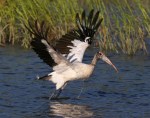 Wood Stork Fly and Feed&nbsp;05