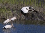 Wood Stork Fly and Feed&nbsp;06