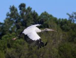 Wood Stork Fly and Feed&nbsp;07