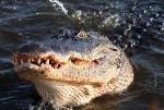 Alligator Feeding On&nbsp;Fish