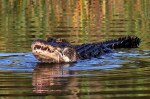Alligator Loses Crab in Marsh&nbsp;Pond