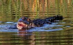 Alligator Loses Crab in Marsh&nbsp;Pond