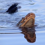 Alligators Feeding in Marsh&nbsp;Pond