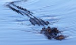 Alligators Feeding in Marsh&nbsp;Pond