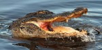Alligators Feeding in Marsh&nbsp;Pond