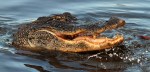 Alligators Feeding in Marsh&nbsp;Pond