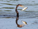 Anhinga Fishing