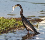 Anhinga Fishing