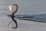 Anhinga Fishing