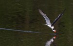 Black Skimmer