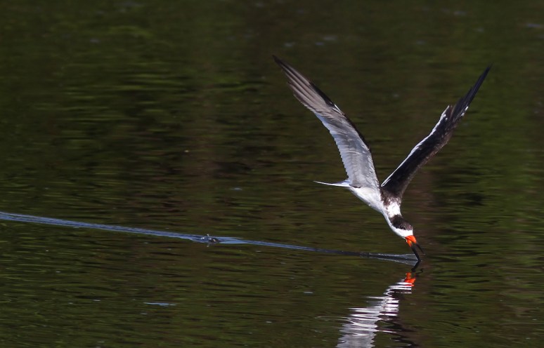 Black Skimmer