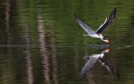 Black Skimmer