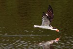 Black Skimmer