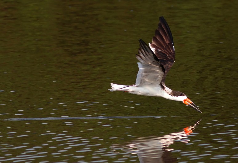 Black Skimmer