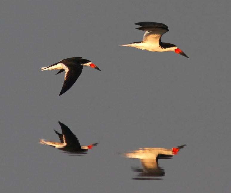 Black Skimmers