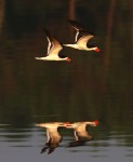 Black Skimmers