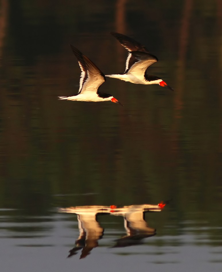 Black Skimmers
