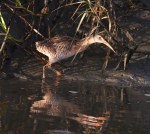 Clapper Rail in Salt&nbsp;Marsh