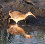 Clapper Rail in Salt&nbsp;Marsh
