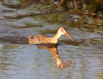 Clapper Rail in Salt&nbsp;Marsh