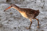Clapper Rail in Salt&nbsp;Marsh