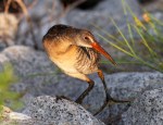Clapper Rail in Salt&nbsp;Marsh