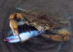 Crab Eats Crab