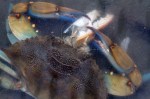 Crab Eats Crab