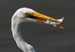 Egret Fishing