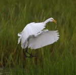 Egret Landing In&nbsp;Marsh
