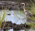 Great Blue Heron and Alligator in Salt&nbsp;Marsh