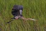 Great Blue Heron&nbsp;Flight