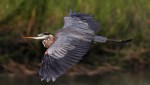 Great Blue Heron&nbsp;Flight