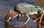 Green Heron Catches&nbsp;Eel