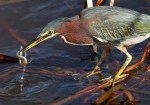 Green Heron Catches&nbsp;Eel