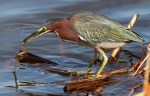 Green Heron Catches&nbsp;Eel