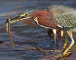 Green Heron Catches&nbsp;Eel