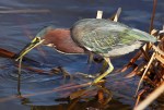 Green Heron Catches&nbsp;Eel