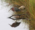 Green Heron in&nbsp;Marsh