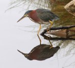 Green Heron in&nbsp;Marsh