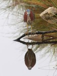 Green Heron in&nbsp;Marsh