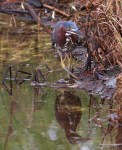 Green Heron in&nbsp;Marsh