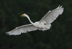 Happy Egret