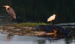 Morning Alligator Altercation