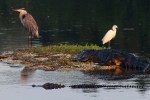 Morning Alligator Altercation