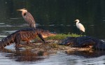 Morning Alligator Altercation