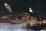 Morning Alligator Altercation
