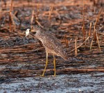 Night Heron Catches&nbsp;Crab