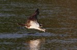 Osprey Grabs Fish