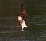 Osprey Grabs Fish